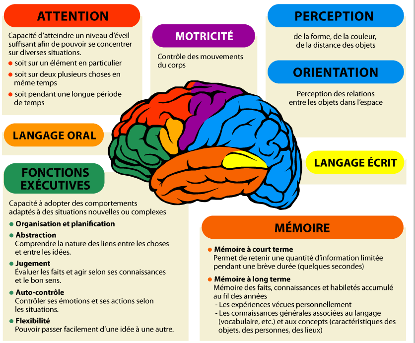 Carte cerveau neuropsy e1542694884169